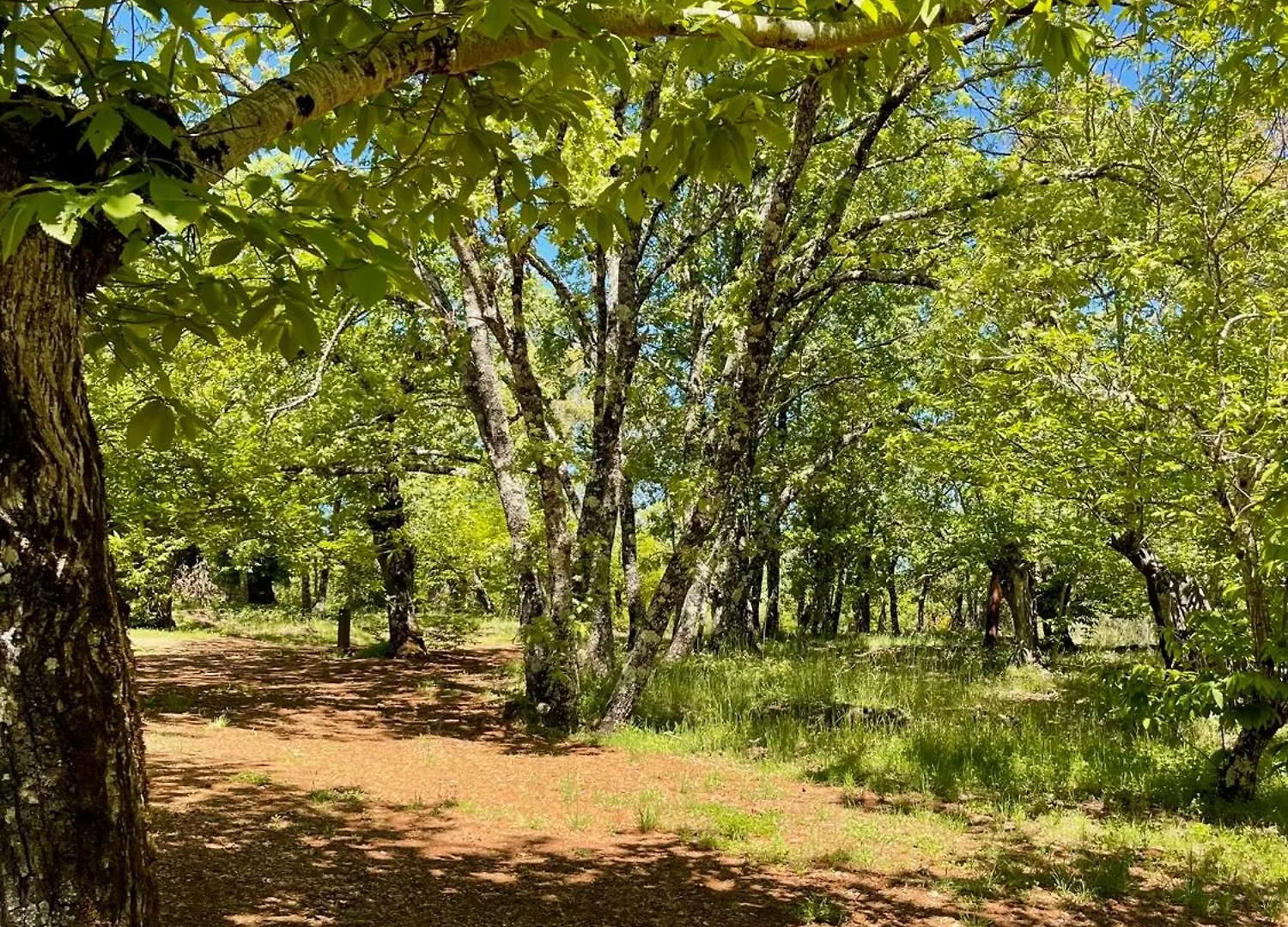 Camping El Madronal Fuenteheridos