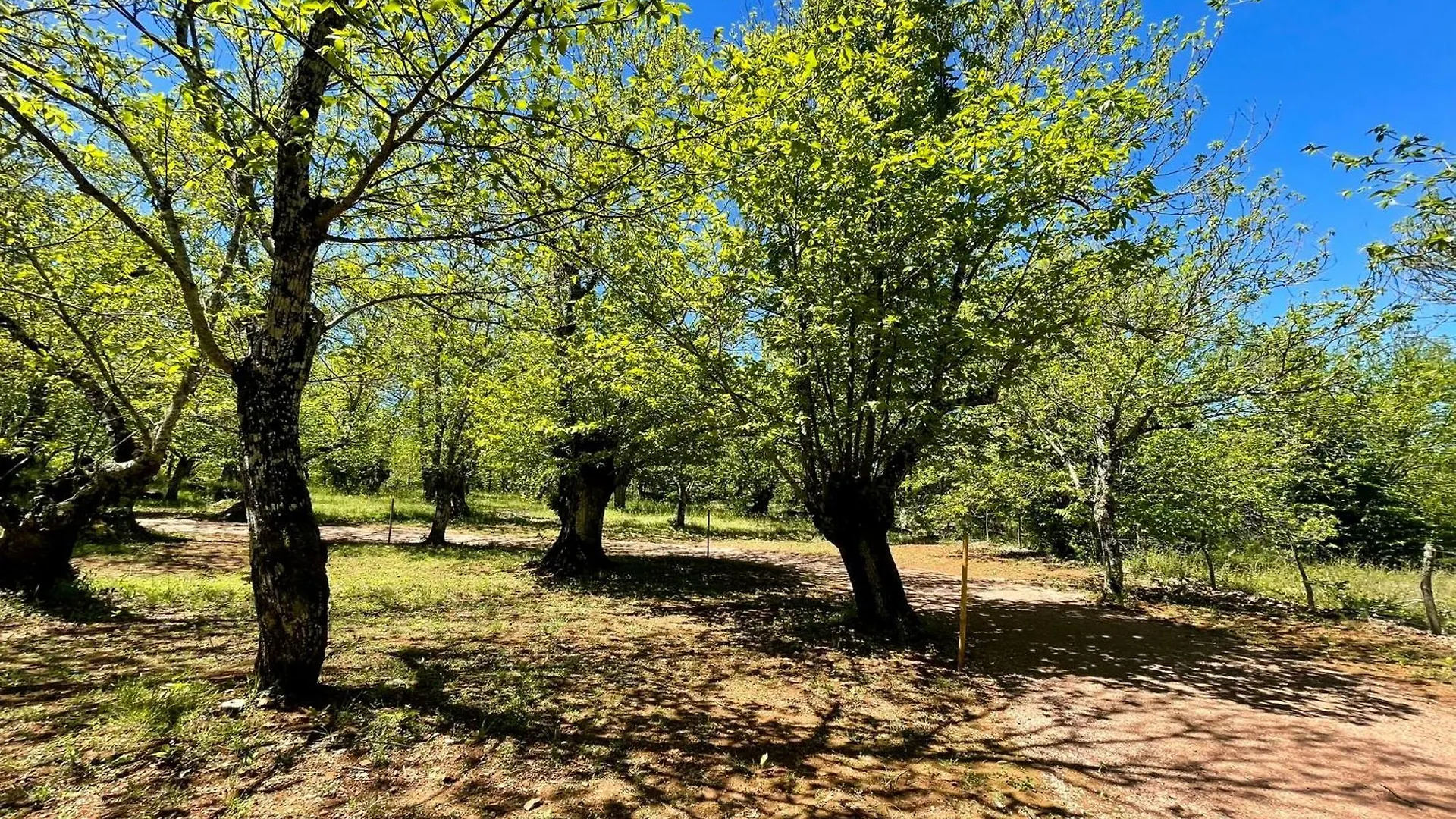 Kamp alanı Camping El Madronal Fuenteheridos İspanya