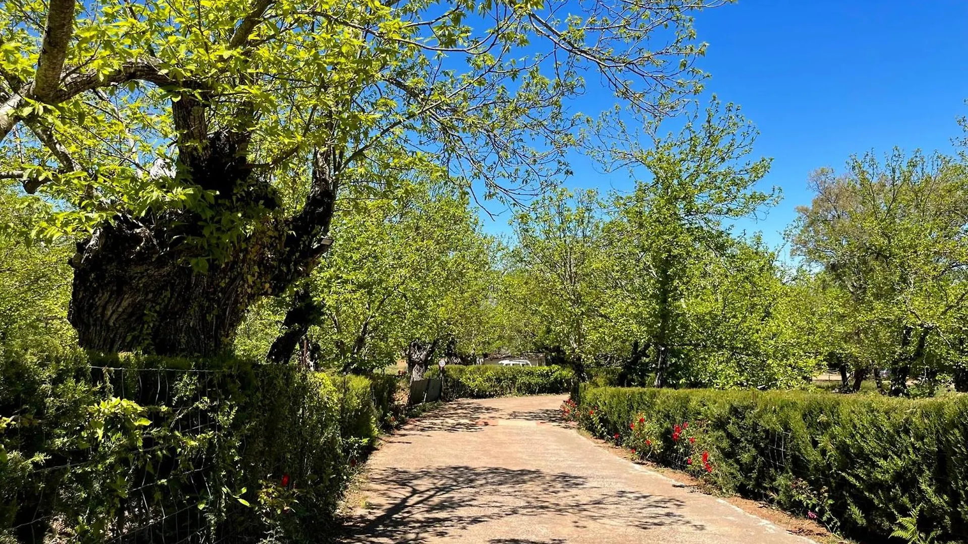 Kamp alanı Camping El Madronal Fuenteheridos