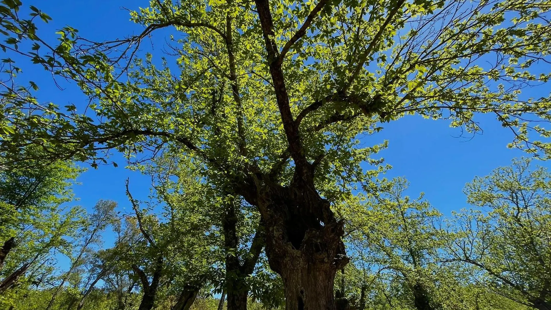 Kamp alanı Camping El Madronal Fuenteheridos