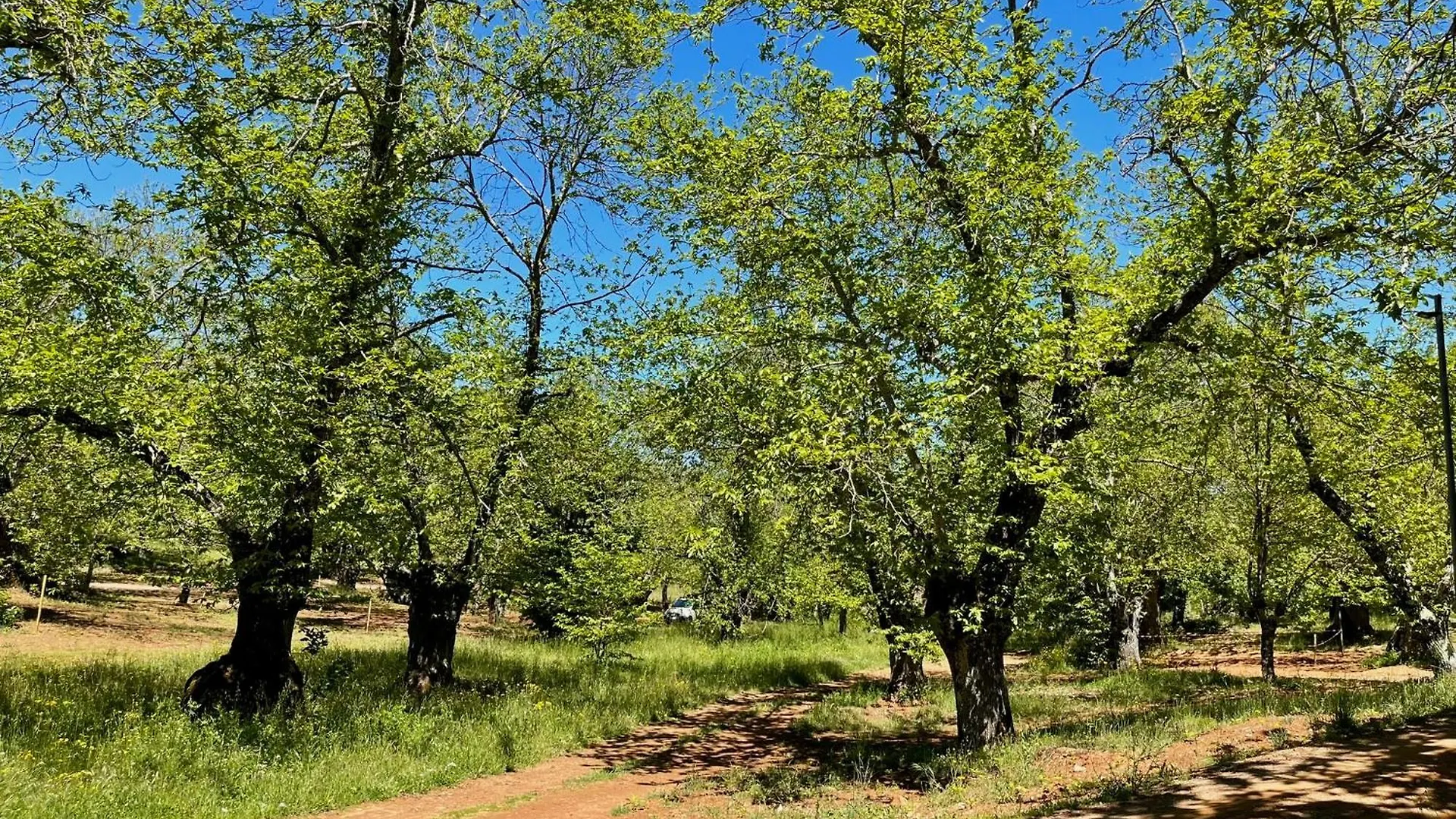 Camping El Madronal Fuenteheridos Kamp alanı
